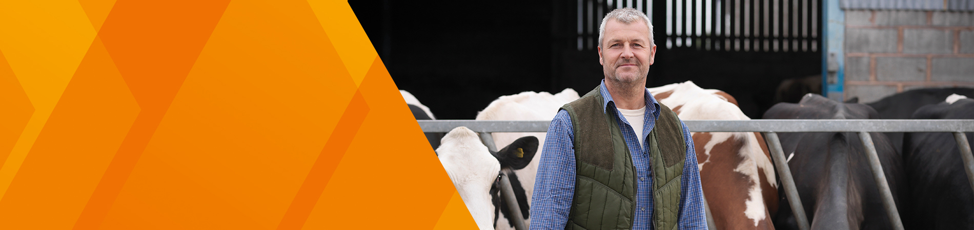 A Farmer standing proudly with his cattle in the background